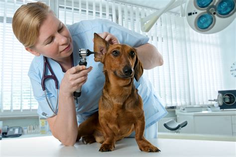 Canine Ear Infections: Symptoms, Causes & Treatment