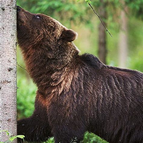 Brown Bear Watching Hide – Palasi, Estonia - Atlas Obscura