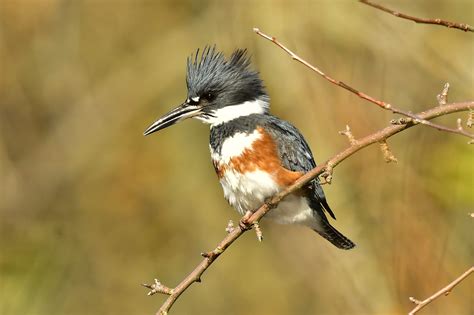 Belted Kingfisher (female) | Oregon Birding Association