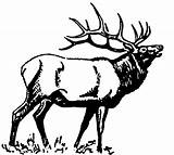 Free Printable Elk Coloring Pages Home Sketch Coloring Page sketch template