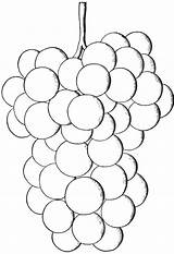 Grapes Coloring Pages  Best For Kids sketch template