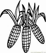 Free Indian Corn Coloring Pages Download  sketch template