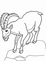 Printable Mountain Goat Coloring Pages sketch template
