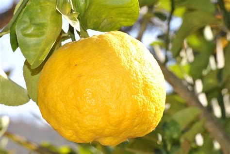 Free Images : fruit, flower, food, produce, yellow, tangerine, citron, citrus, sour, flowering ...