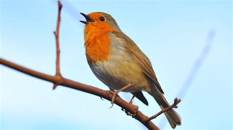 What Birdsong Can Teach Us About Creativity | NOVA | PBS