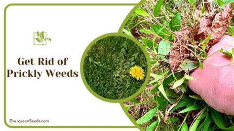 Prickly Weeds in Lawn: Tackle Them Before It Is Too Late - Evergreen Seeds