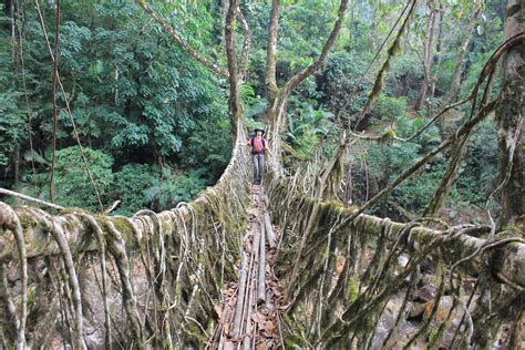 Pin on Hymn to Trees-The Green Cathedral