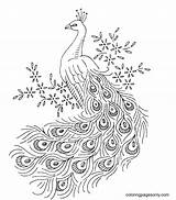 Peacocks Printable Sheet Coloring Page  Free Pages sketch template