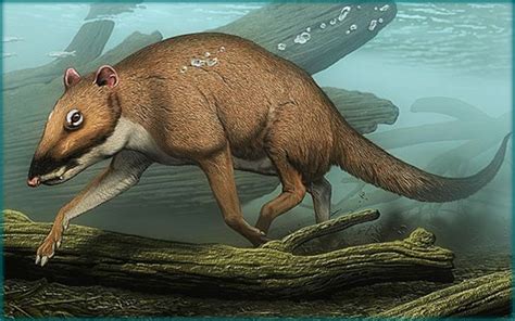 Art illustration - Prehistoric Mammals - Indohyus: ("pig of India") is an extinct genus of ...