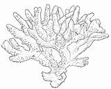 Brain Coral Coloring Page  Free Printable Pages For Kids sketch template