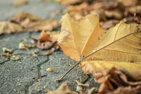 Brown Dried Leaf · Free Stock Photo