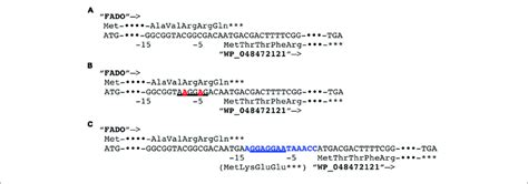 | Modification of the Shine-Dalgarno (SD) sequence upstream of the... | Download Scientific Diagram