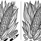 Indian corn coloring Page  Coloring Pages sketch template