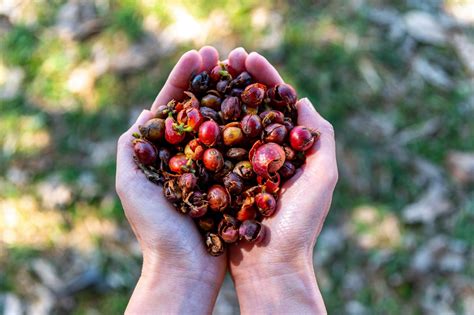 What is Cascara? Health Benefits & How to make tea — Weathered Hands
