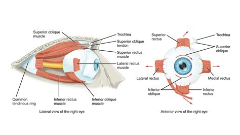 Extraocular Muscle - Optography