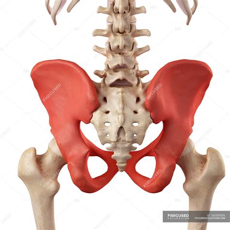 Human hip bones anatomy — white background, rear view - Stock Photo ...