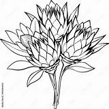 Protea flower Outline Illustration coloring Book Page Design  sketch template
