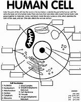 Biology Coloring Pages & Books  100% FREE And Printable sketch template