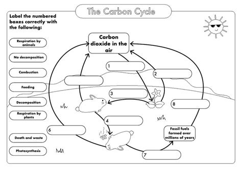 GCSE Biology: Carbon Cycle worksheets and A3 wall posters UPDATED | Teaching Resources | Carbon ...