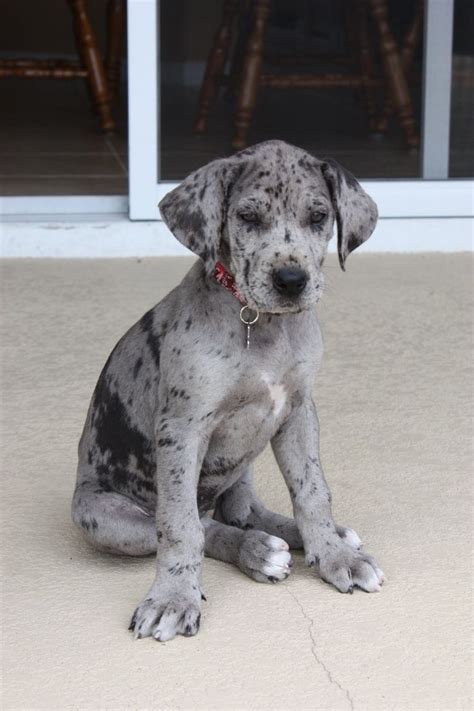 great dane puppy | Dane puppies, Dane dog, Great dane puppy