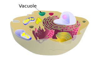 Vacuole - Wikipedia