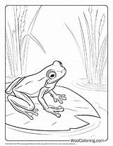 100  Frog coloring Pages Free PDF To Print Woo Coloring sketch template