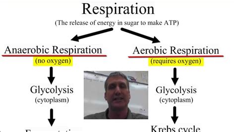 Anaerobic vs Aerobic Respiration - YouTube