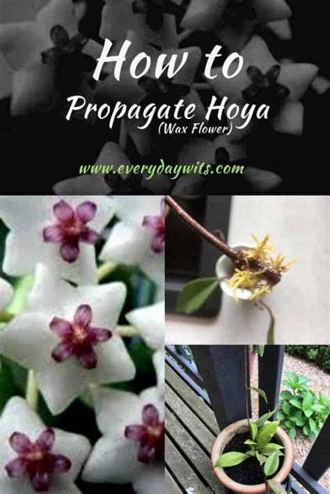 Propagate Hoya (with photos) – Everydaywits