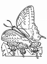 Kids n funcom  Coloring Page Butterflies sketch template