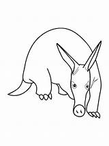 Simple Anteater Coloring Page sketch template