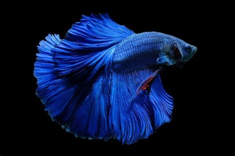 Blue Betta Fish: Care Guide, Pictures, Lifespan & More | Hepper