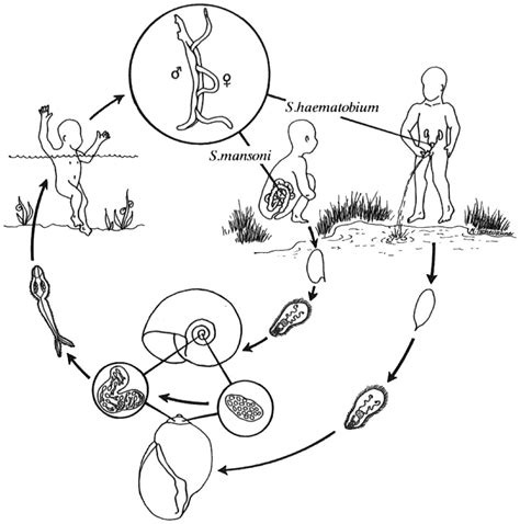 Schistosoma Haematobium Diagram