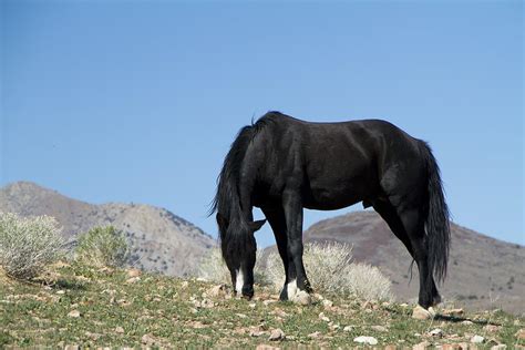 Wild Black Stallion Horse Photograph by Waterdancer - Pixels