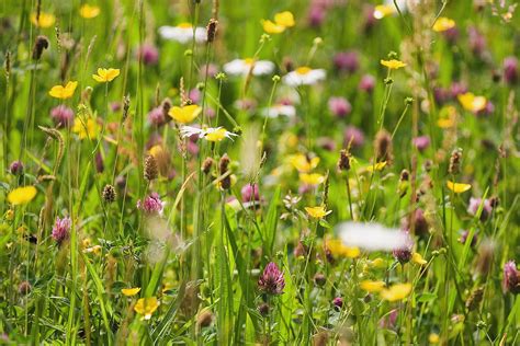 EM4 Meadow Mixture for Clay Soils - Emorsgate Seeds