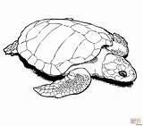 Baby Sea Turtle Coloring Pages At GetColoringscom  Free Printable sketch template
