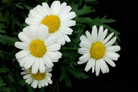 Argyranthemum frutescens