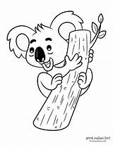 Printable Koala Coloring Pages sketch template