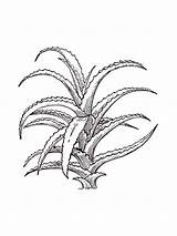 Aloe coloring Pages sketch template