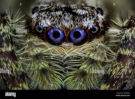 Springspinne, Spring-Spinne (Salticidae), Portraet | Jumping spider (Salticidae), portrait ...