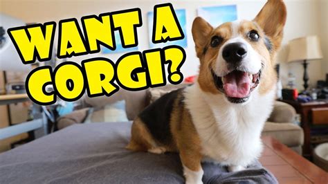 Want a Corgi Puppy? Things to Know! || Extra After College – HousePetsCare.com