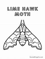 Free Moth Coloring Pages  Rooted Wings Co sketch template