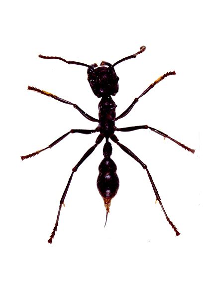 godofinsects.com :: Bullet Ant (Paraponera clavata)