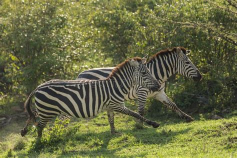 Two Zebras Running on the Grasslands Stock Photo - Image of zebra ...