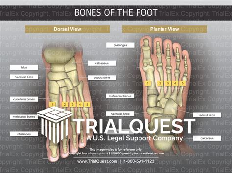 Bones of the Foot - TrialExhibits Inc.