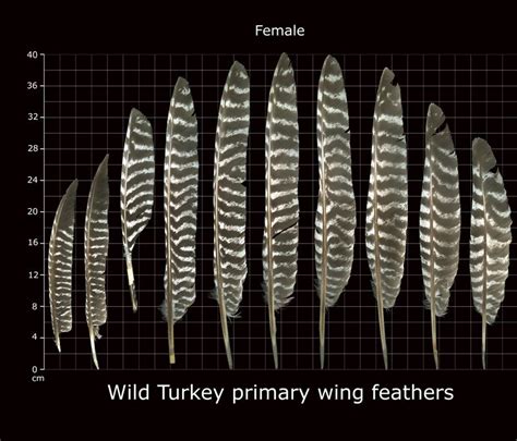 How To Identify Bird Feathers