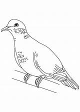 8 Pics Of White Dove Coloring Pages  Clip Art Black And sketch template