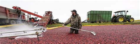 Wisconsin Cranberries: Supporting a billion-dollar industry – Impacts