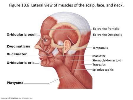 Copyright © 2010 Pearson Education, Inc. Figure 10.6 Lateral view of muscles of the scalp, face ...