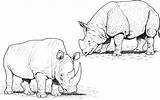 Free Rhino Coloring Pages sketch template