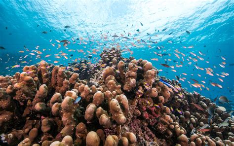 Natural Wonders of the World: Coral Reef of South Male Atoll, Maldives